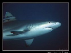 Grey Reef Shark... by Jeremy Conklin 
